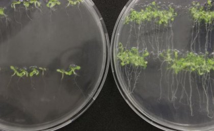A close up photo of 2 microscope plates showing tiny green seedlings and their roots.